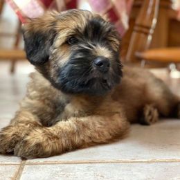 Soft Coated Wheaten Terrier Puppies from Wagging Wheatens