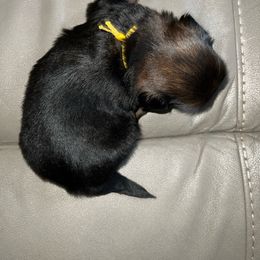 Girl 2 - Red Shih Tzu puppy in Pottstown, Pennsylvania from DHDoggs Shih Tzu