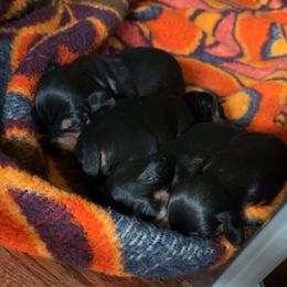 Dachshund Puppies from Cammy’s Dashing Doxies