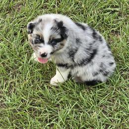 Kaboom - Blue merle male Australian Shepherd puppy in Lakeland, Florida from Diamond P Australian Shepherds