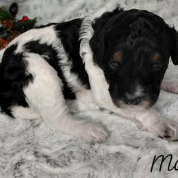 Marcus - Parti male Goldendoodle puppy in Eau Claire, Wisconsin from Fisher River Doodle's