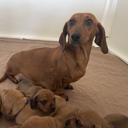 Peppa - Dachshund