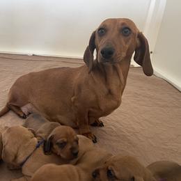 Peppa - Dachshund