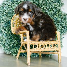 Monica - female Australian Mountain Doodle puppy in Spanish Fork, Utah from K Brand Doodles