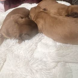 Girl 2 - Gold female Shih Tzu puppy in Azusa, California from RJ Shih Tzu lover