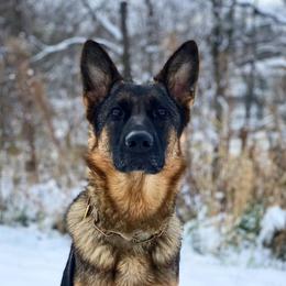 Omen - German Shepherd