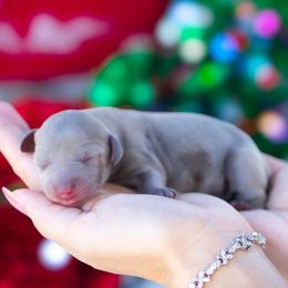 Ivory - Fawn (isabella) and tan female Dachshund puppy in Fort Myers, Florida from Blossom Paws