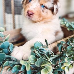 Australian Shepherd Puppies from Houser Hill Aussies