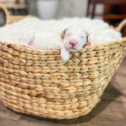 Grape Escape - Parti male Goldendoodle puppy in Sulphur, Louisiana from Curly Q’s Of Carlyss