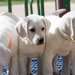 Labrador Retrievers from Katrina Tolbert