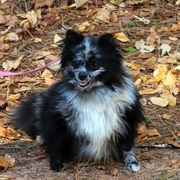 Beauty - Pomeranian