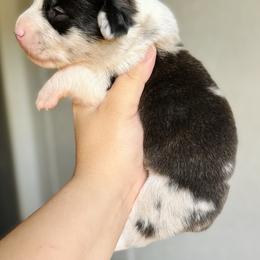 American Corgi Puppies from 5H Corgis