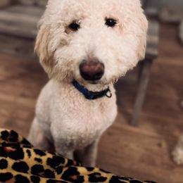 Leo - Double Doodle