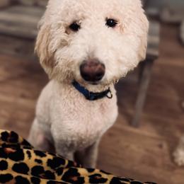 Leo - Double Doodle
