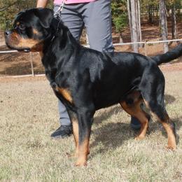 Klaus - Rottweiler