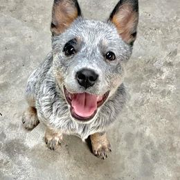 Australian Cattle Dogs from BoardCamp Kennels-AKC Australian Cattle Dogs