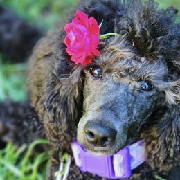 Poodles from Glowing Star Standard Poodles