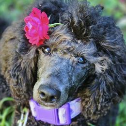 Poodles from Glowing Star Standard Poodles