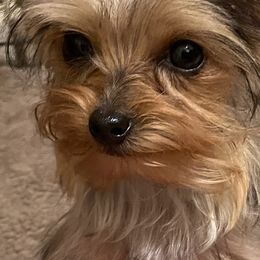 Yorkshire Terriers from Sol yorkies