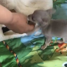 Chihuahua Puppies from Chi Storks Chihuahuas