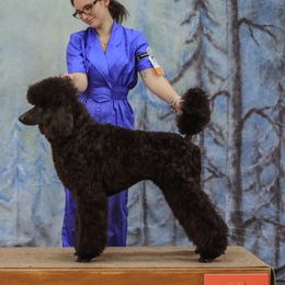 Poodles from ‘Umata Promise Poodles