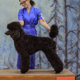 Poodles from ‘Umata Promise Poodles