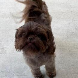 Winston - Shih Tzu