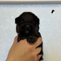 Rocket - Black and red male German Shepherd puppy in Warwick, Rhode Island from Karma Kennels