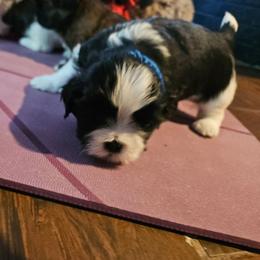 Boy 3 - Black and white male Shih Tzu puppy in Little Falls, Minnesota from Tough Shih
