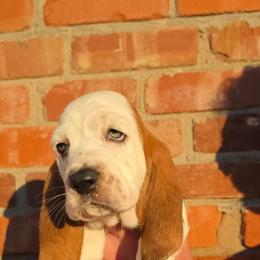 Snoopy - Mahogany and white female Basset Hound puppy in Bellaire, Ohio from Blessed Bassets
