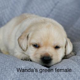 Green female - Yellow female Labrador Retriever puppy in Mississippi from Sure Shot English Labs