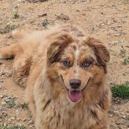 Ember - Australian Shepherd