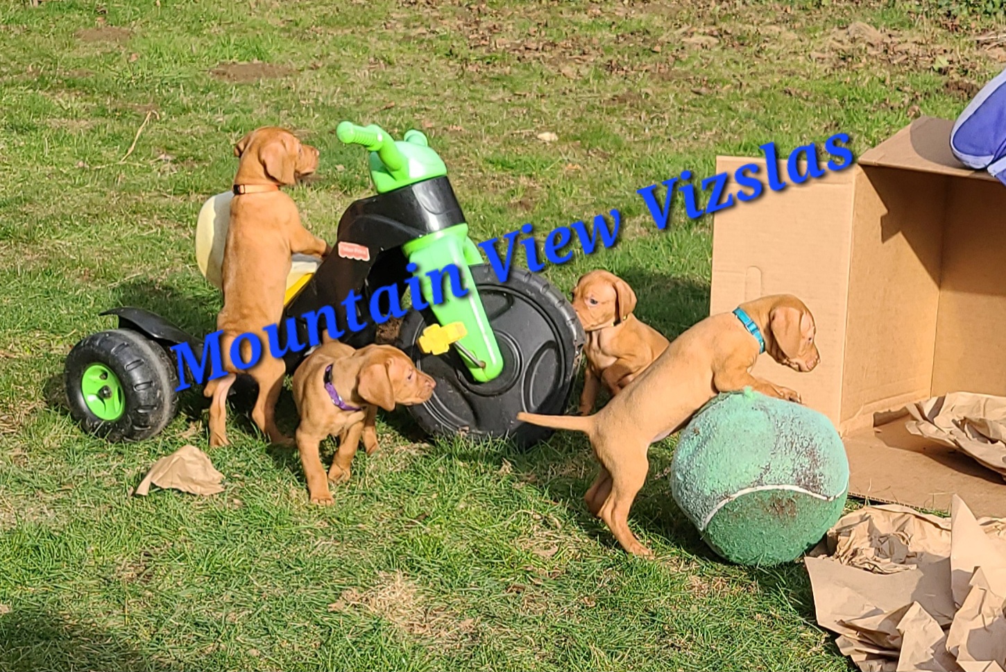 Vizsla puppies from Mountain View Vizslas
