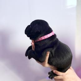 Pink - Black female Cane Corso puppy in Sullivan, Missouri from Midwest Cane Corso in Action