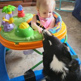 Pembroke Welsh Corgi All Grown Up from Susan's Corgi Kingdom