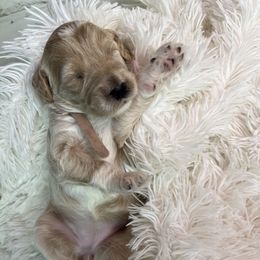 Aussiedoodle, Goldendoodle, and Poodle Puppies from Designer Doodles