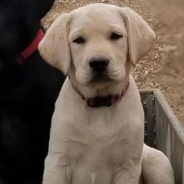 Labrador Retrievers from Hayden Creek Labs
