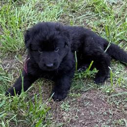 Puma Pink black female - Black female German Shepherd puppy in Herrick, South Dakota from Dakota Shepherds Kennels
