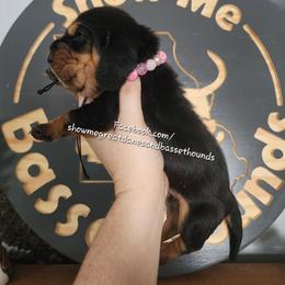 Dorothy - Black tan and white female Basset Hound puppy in Alton, Illinois from Show Me Great Danes and Basset Hounds