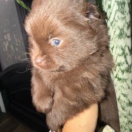 Cinnamon - Chocolate female Pomeranian puppy in Moody, Texas from Luxury Pets of Central Texas