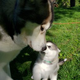 Alaskan Malamute Puppies from Delphi Alaskan Malamutes