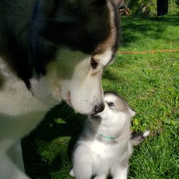 Alaskan Malamute Puppies from Delphi Alaskan Malamutes