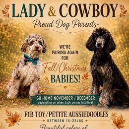 Aussiedoodle puppies from Dani's Dandy Doodles