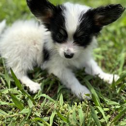 Boston Terrier and Papillon Puppies from Sassy Pap Farms