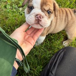 Champ Benster - Fawn and white male Bulldog puppy in Seattle, Washington from mama Myra bulldogs