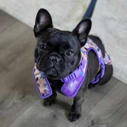 French Bulldog puppies from A&D Frenchies