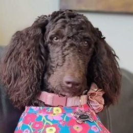 Aussiedoodles from Heather Yang's Aussiedoodles