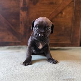 Girl 2 - female Cane Corso puppy in Stuart, Iowa from Cowan Farms