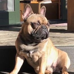 Jasper - French Bulldog