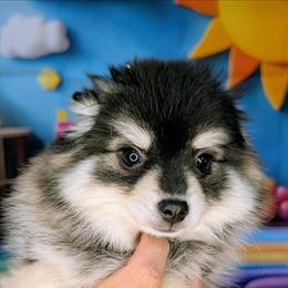 Johnny - Toy - 1600 - Black and white male Pomsky puppy in Spring Hill, Florida from www.PuppyTimeEmporium.com